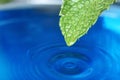 Beautiful green leaf with water drop on blue background, closeup. Royalty Free Stock Photo