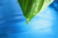 Beautiful green leaf with water drop on blue background, closeup. Royalty Free Stock Photo