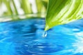 Beautiful green leaf with water drop on blue background, closeup. Royalty Free Stock Photo