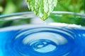 Beautiful green leaf with water drop on blue background, closeup. Royalty Free Stock Photo