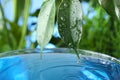 Beautiful green leaf with water drops on blurred background, closeup. Royalty Free Stock Photo