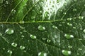 Beautiful green leaf with water drops, Royalty Free Stock Photo