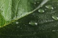 Beautiful green leaf with water drops Royalty Free Stock Photo