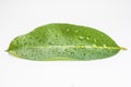 Beautiful green leaf with water drops. Royalty Free Stock Photo