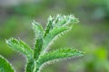 Beautiful green leaf with white villi close-up Royalty Free Stock Photo