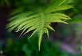 Beautiful green leaf of a young fern in the sunlight close-up. Selective focus. Natural floral background. The texture of the fern Royalty Free Stock Photo