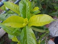 Green leafy plants