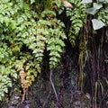 Green Plants and Some Wet Ground Photographed While Hiking Calheido Verde Levada in Madeira