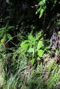Green Plants Growing Near a Levada in Madeira