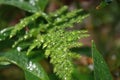 The beautiful green leave and the dew drops Royalty Free Stock Photo