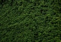 Beautiful green leave wall Royalty Free Stock Photo