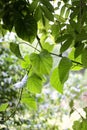 Beautiful green leaves