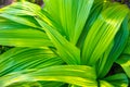 Beautiful green leaves for an abstract background. Veratrum, False Hellebore texture closeup