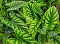 Beautiful green leaves of Alocasia Sinuata Quilted Dreams