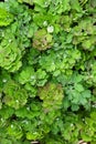 Beautiful green leaves Aquilegia or Columbine with drops of water dew.