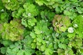 Beautiful green leaves Aquilegia or Columbine with drops of water dew.