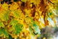 Beautiful green leaves background in autumn leaves with a tree. Autumn weather. Brown yellow leaves on a branch Royalty Free Stock Photo