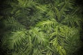 Beautiful green leaves background. Close up little fern. Royalty Free Stock Photo