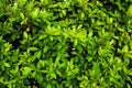 Beautiful green leaves background. Royalty Free Stock Photo