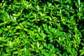 Beautiful green leaves background. Royalty Free Stock Photo