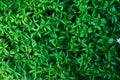 Beautiful green leaves background. Royalty Free Stock Photo