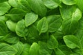 Beautiful green leaves background. Leafs texture, texture of green plant.