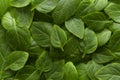 Beautiful green leaves background. Leafs texture, texture of green plant, basil leaves background. Royalty Free Stock Photo