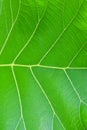 Beautiful Green Leaves Background Texture Image 01.