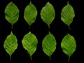 Beautiful green leaves on a black background. Isolate Nature in the details Royalty Free Stock Photo