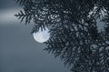 Beautiful green leaves and branches of Orientali Arborvitae with white full moon