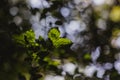 Beautiful green leaves and bright sun with bokeh effect on background Royalty Free Stock Photo