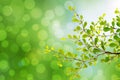 Beautiful green leaves and bright sun and bokeh Royalty Free Stock Photo