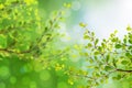 Beautiful green leaves and bright sun and bokeh Royalty Free Stock Photo