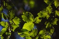 Beautiful green leaves and bright sun with bokeh effect on background Royalty Free Stock Photo