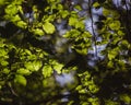 Beautiful green leaves and bright sun with bokeh effect on background Royalty Free Stock Photo