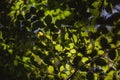 Beautiful green leaves and bright sun with bokeh effect on background Royalty Free Stock Photo