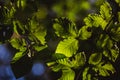 Beautiful green leaves and bright sun with bokeh effect on background Royalty Free Stock Photo