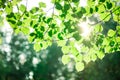 Beautiful green leaves and bright sun, sunny forest, natural background Royalty Free Stock Photo