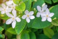 Beautiful green leaves bush and petite starry pure white petals of Snowflake fragrant flower blooming, know as Winter Cherry Tree Royalty Free Stock Photo