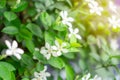 Beautiful green leaves bush and petite starry pure white petals of Snowflake fragrant flower blooming under sunlight Royalty Free Stock Photo