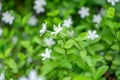 Beautiful green leaves bush and petite starry pure white petals of Snowflake fragrant flower blooming under sunlight Royalty Free Stock Photo