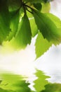 Beautiful green leaves close-up Royalty Free Stock Photo