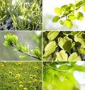 Beautiful green leaves Collection