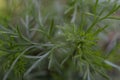 Beautiful green leaves on a dark blur background