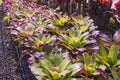 Beautiful green leaves with end red of bromeliad bushes