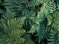 Beautiful green leaves fern from the Belarusian forest.