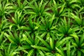 Beautiful green leaves ferns background with natural sunlight