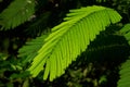 Beautiful green leaves of  flower fence Royalty Free Stock Photo