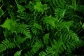 Natural dark green leaves for background Royalty Free Stock Photo