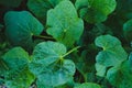 Natural dark leaves for the background